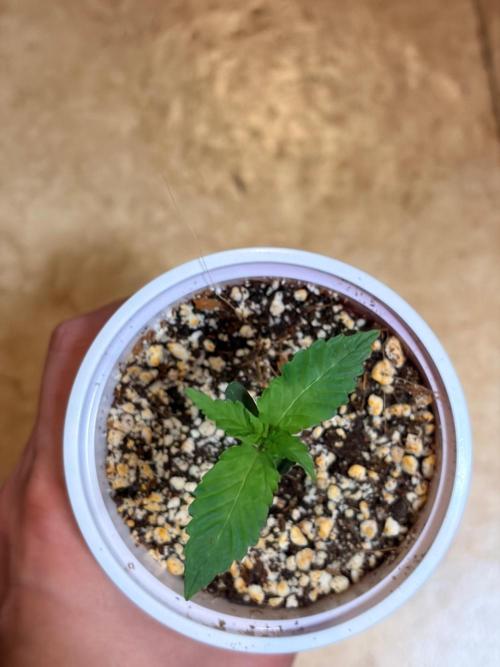 C99 – Flying High in the Mini Lab. Week 1