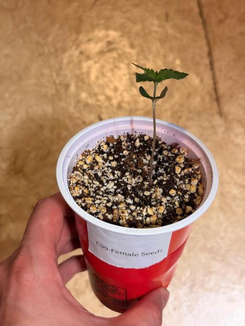 C99 – Flying High in the Mini Lab. Week 1