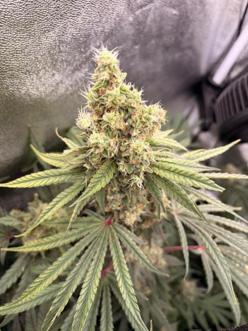 The gassy one/ AutoPot + Athena run. Week 13