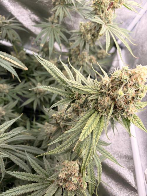 The gassy one/ AutoPot + Athena run. Week 13