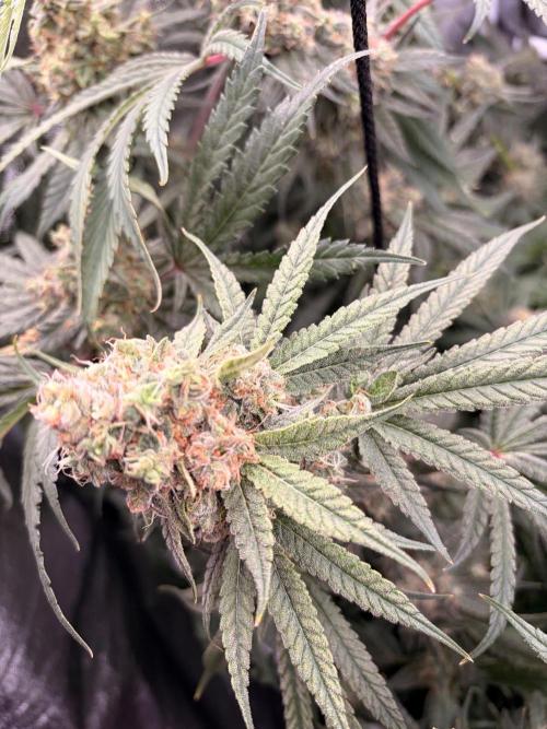 The gassy one/ AutoPot + Athena run. Week 13