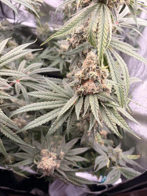 The gassy one/ AutoPot + Athena run. Week 13