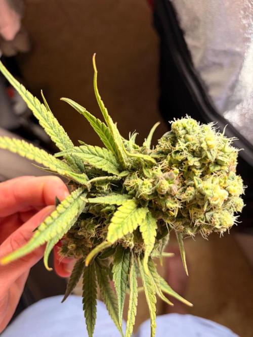 The gassy one/ AutoPot + Athena run. Week 13