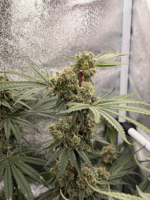 The gassy one/ AutoPot + Athena run. Week 13
