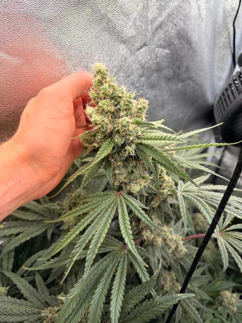 The gassy one/ AutoPot + Athena run. Week 13