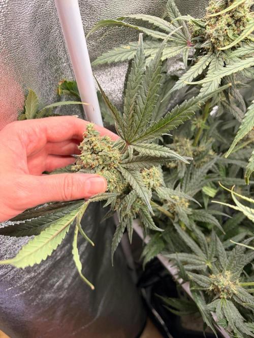The gassy one/ AutoPot + Athena run. Week 13