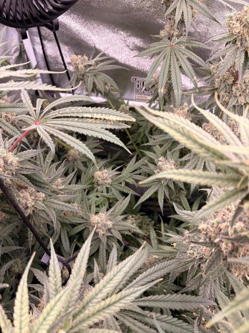 The gassy one/ AutoPot + Athena run. Week 13