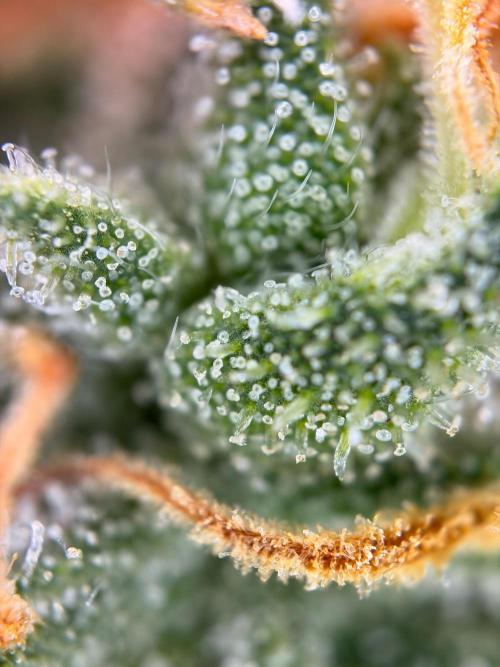 The gassy one/ AutoPot + Athena run. Week 13