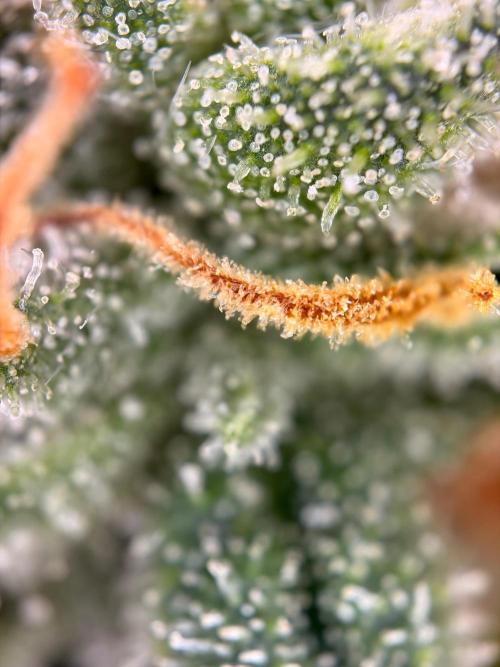 The gassy one/ AutoPot + Athena run. Week 13