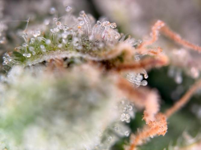 The gassy one/ AutoPot + Athena run. Week 13