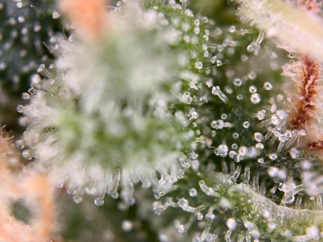 The gassy one/ AutoPot + Athena run. Week 13