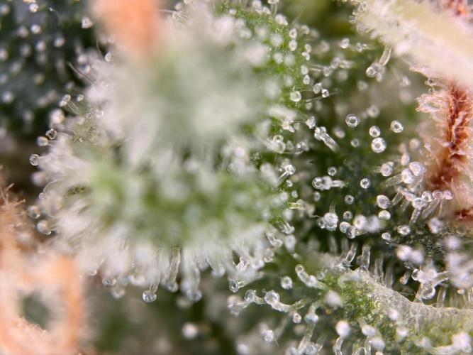 The gassy one/ AutoPot + Athena run. Week 13
