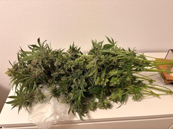 The gassy one/ AutoPot + Athena run. Week 13