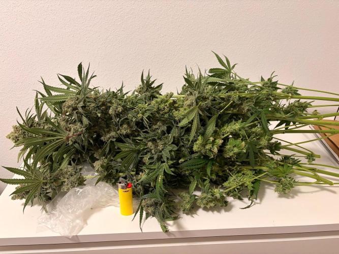 The gassy one/ AutoPot + Athena run. Week 13