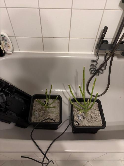 The gassy one/ AutoPot + Athena run. Week 13