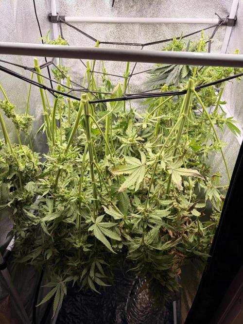 The gassy one/ AutoPot + Athena run. Week 13