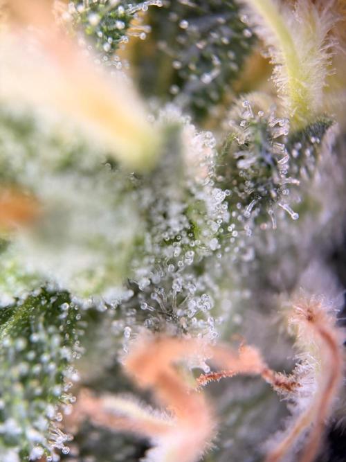 Karels Herer Haze/ AutoPot + Athena. Week 12