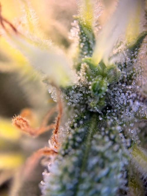 Karels Herer Haze/ AutoPot + Athena. Week 12
