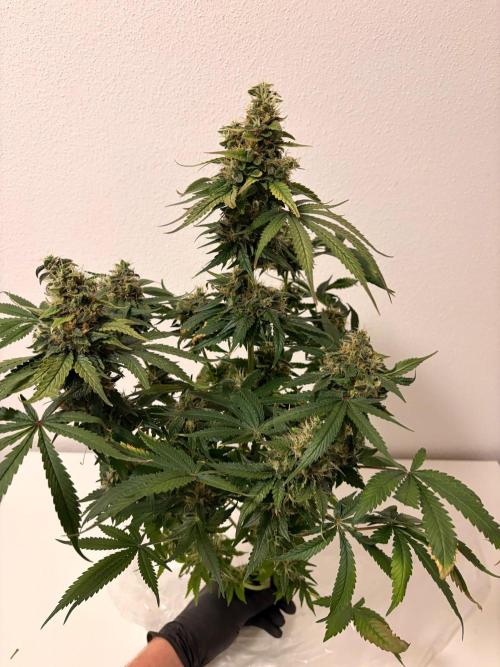 Karels Herer Haze/ AutoPot + Athena. Week 12