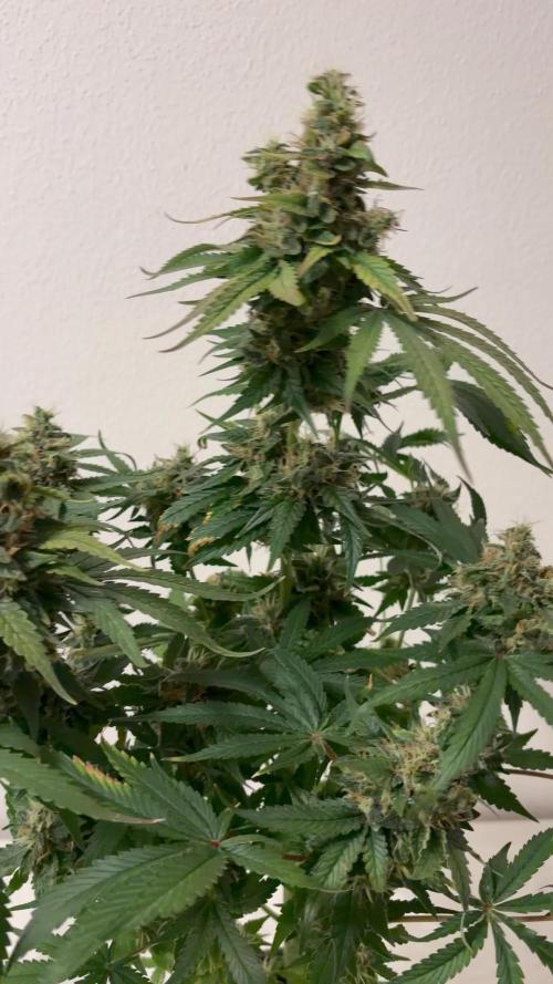 Karels Herer Haze/ AutoPot + Athena