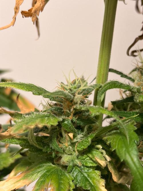 Karels Herer Haze/ AutoPot + Athena. Week 12