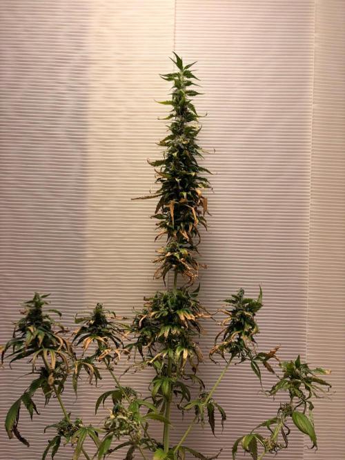 Karels Herer Haze/ AutoPot + Athena. Week 12
