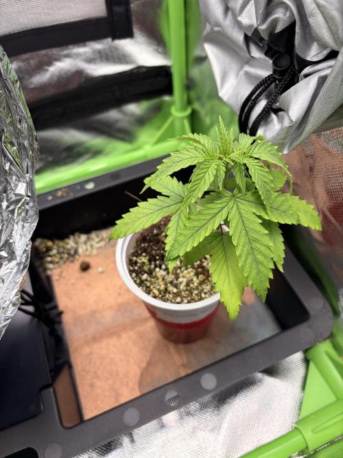 C99 – Flying High in the Mini Lab. Week 2