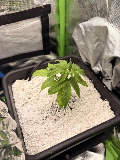 C99 – Flying High in the Mini Lab. Week 2