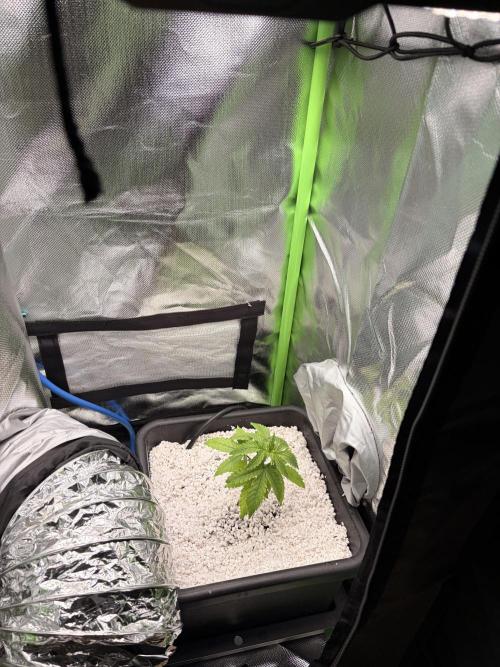 C99 – Flying High in the Mini Lab. Week 2
