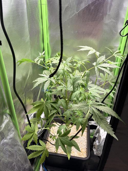 C99 – Flying High in the Mini Lab. Week 5