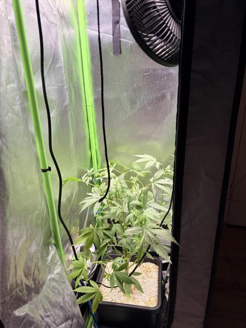 C99 – Flying High in the Mini Lab. Week 5