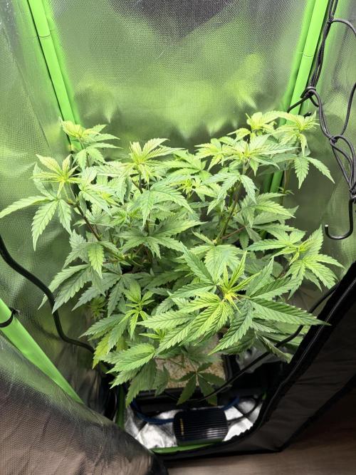 C99 – Flying High in the Mini Lab. Week 6