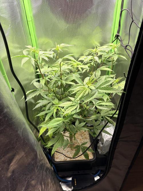 C99 – Flying High in the Mini Lab. Week 6