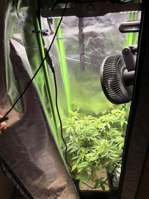 C99 – Flying High in the Mini Lab. Week 6