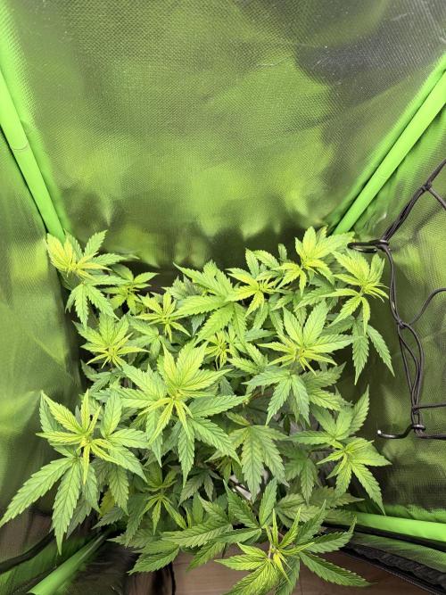 C99 – Flying High in the Mini Lab. Week 6