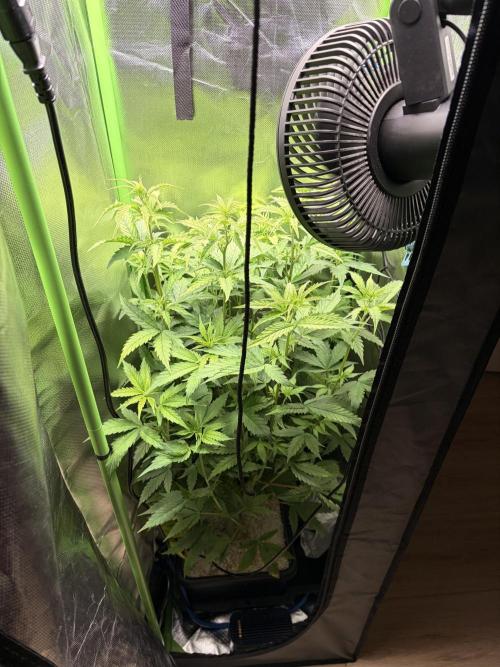 C99 – Flying High in the Mini Lab. Week 7