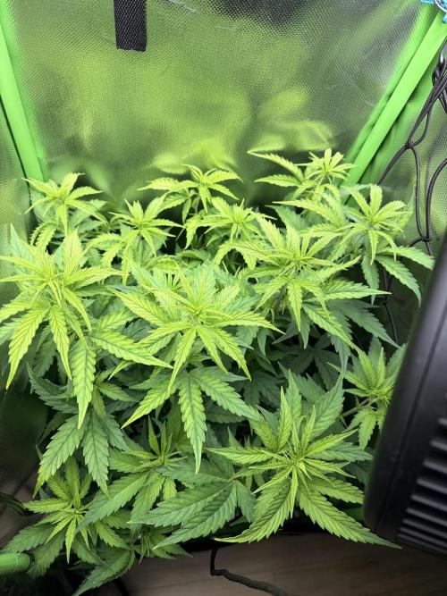 C99 – Flying High in the Mini Lab. Week 7