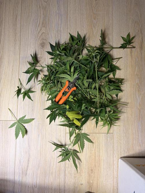 C99 – Flying High in the Mini Lab. Week 7