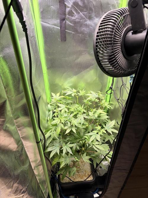 C99 – Flying High in the Mini Lab. Week 7