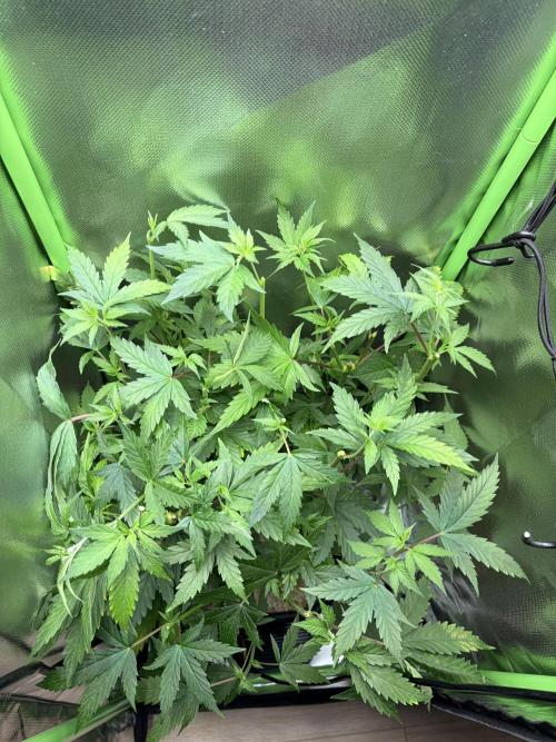 C99 – Flying High in the Mini Lab. Week 7