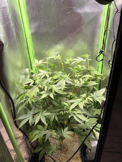 C99 – Flying High in the Mini Lab. Week 7