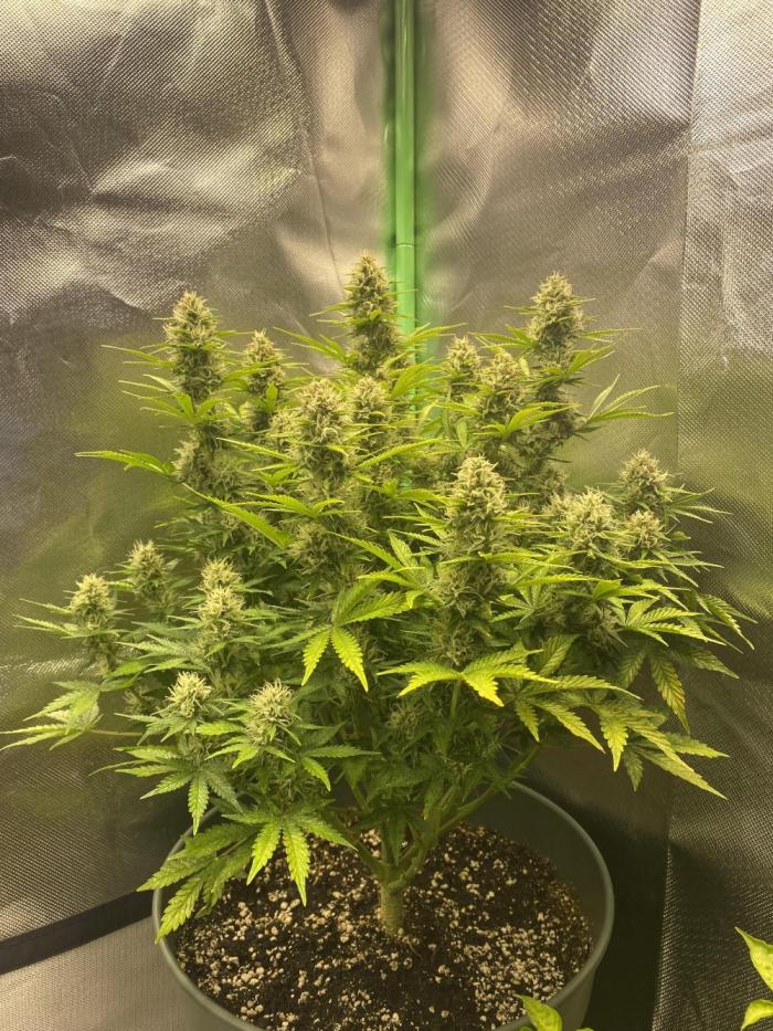 Mystery#2. Week 7 - Dünger BW7