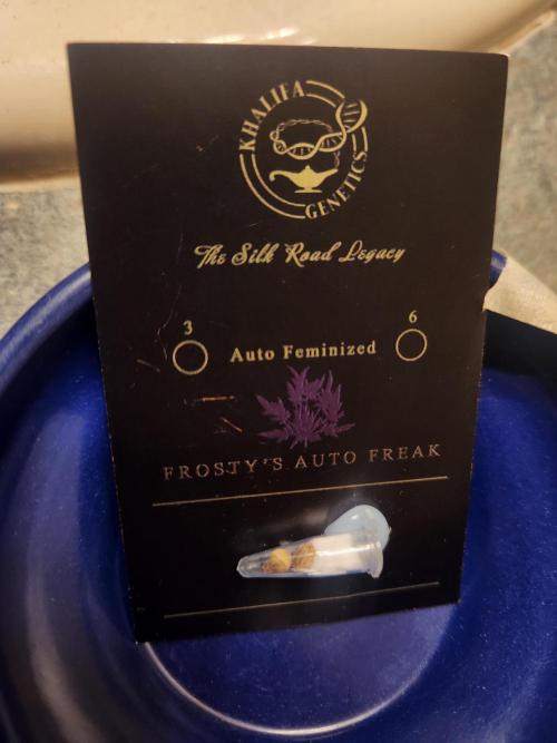 Frosty's Auto Freak. Week 0 - Overnight soak in 1% hydrogen peroxide 4/24/26