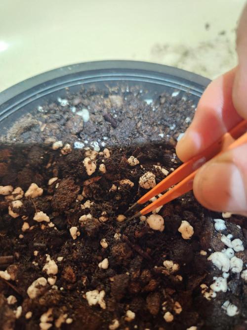 Frosty's Auto Freak. Week 0 - Putting the seeds in soil after 24 hour soak