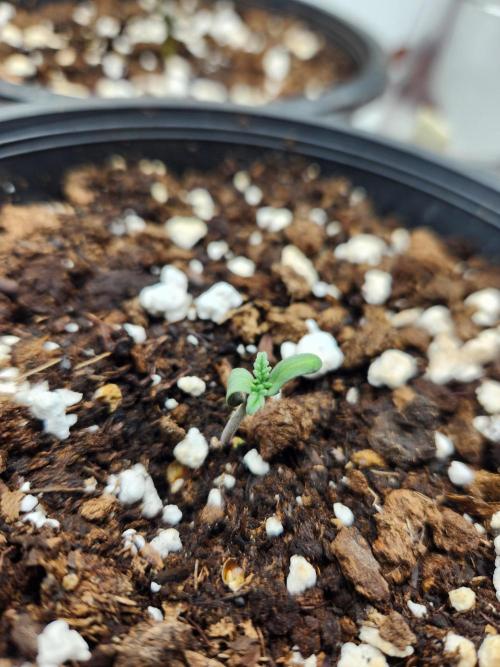 Frosty's Auto Freak. Week 0 - 4/30/26
