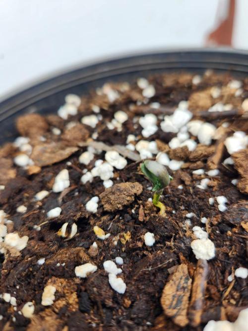 Frosty's Auto Freak. Week 0 - 4/30/26 cotyledons didnt unfold but the 1st true leaves are poking out