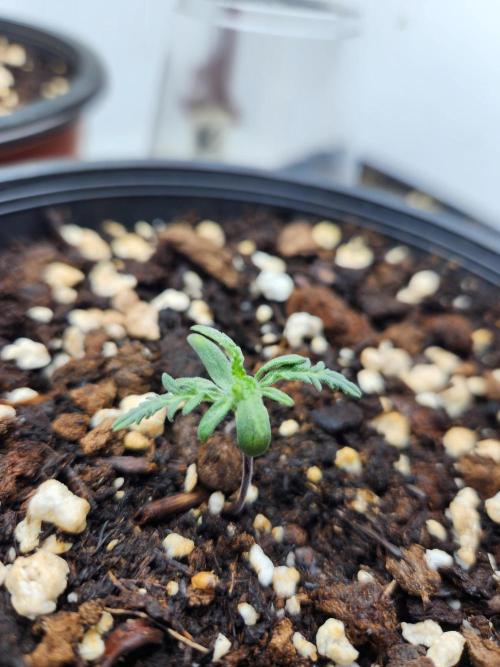 Frosty's Auto Freak. Week 1 - 4/4/26