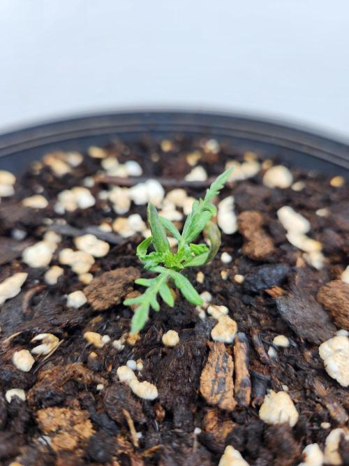 Frosty's Auto Freak. Week 1 - 4/4/26