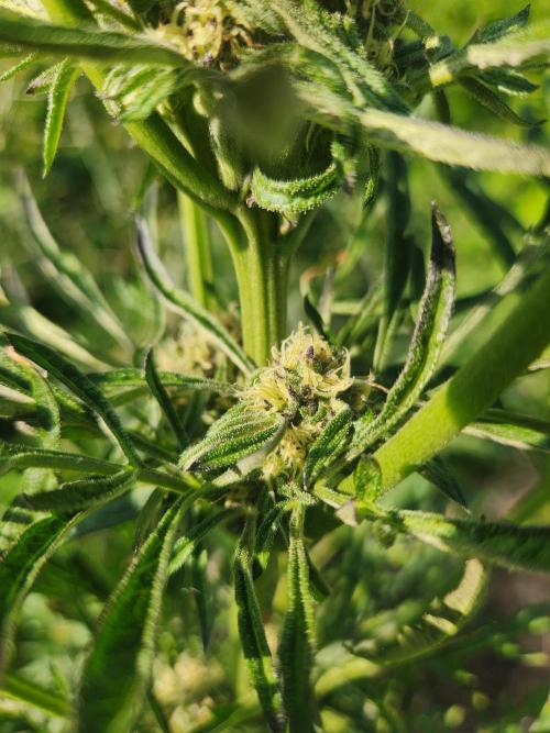Frosty's Auto Freak. Week 9