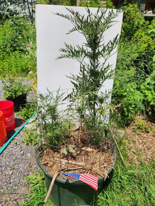 Frosty's Auto Freak. Week 10 - Big one on the right and little one on the left
